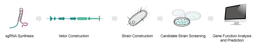 Workflow of Microbial Gene Editing