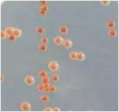 Yeast Gene Editing