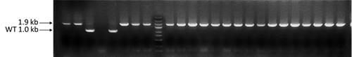 E.coli Gene Editing
