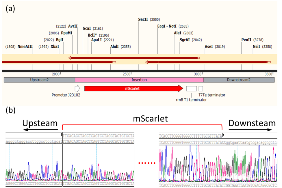 Double-plasmid Gene Editing