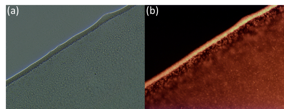 E.coli Gene Knock-in